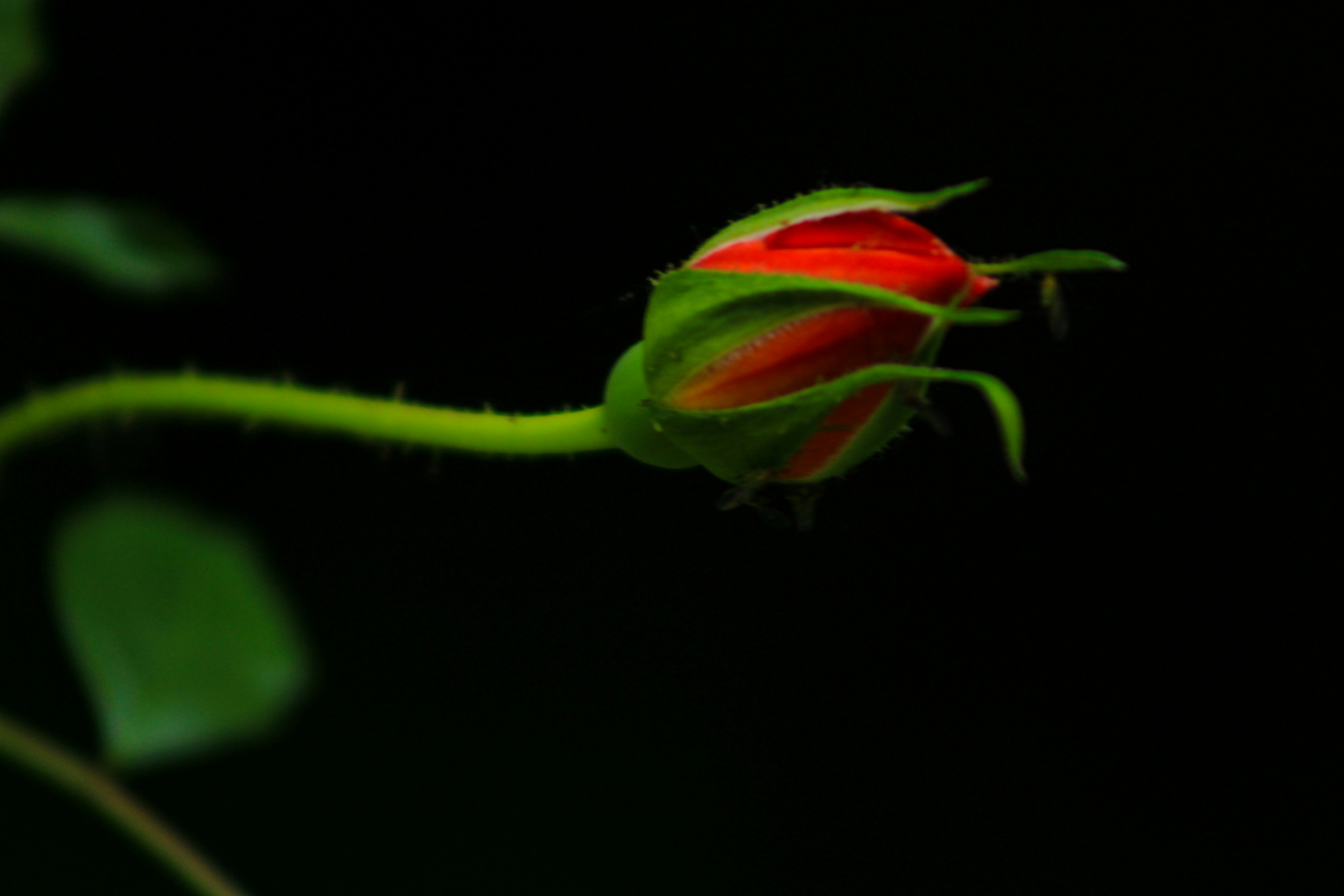 a close up of a rose