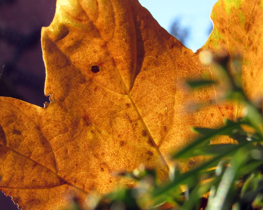 a close up of a leaf