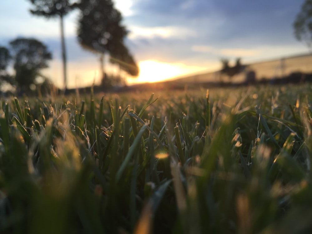 a field of grass with the sun setting in the background