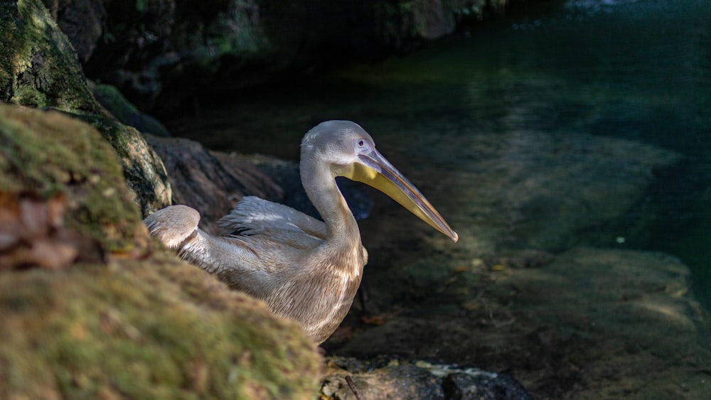 a bird sitting on a rock