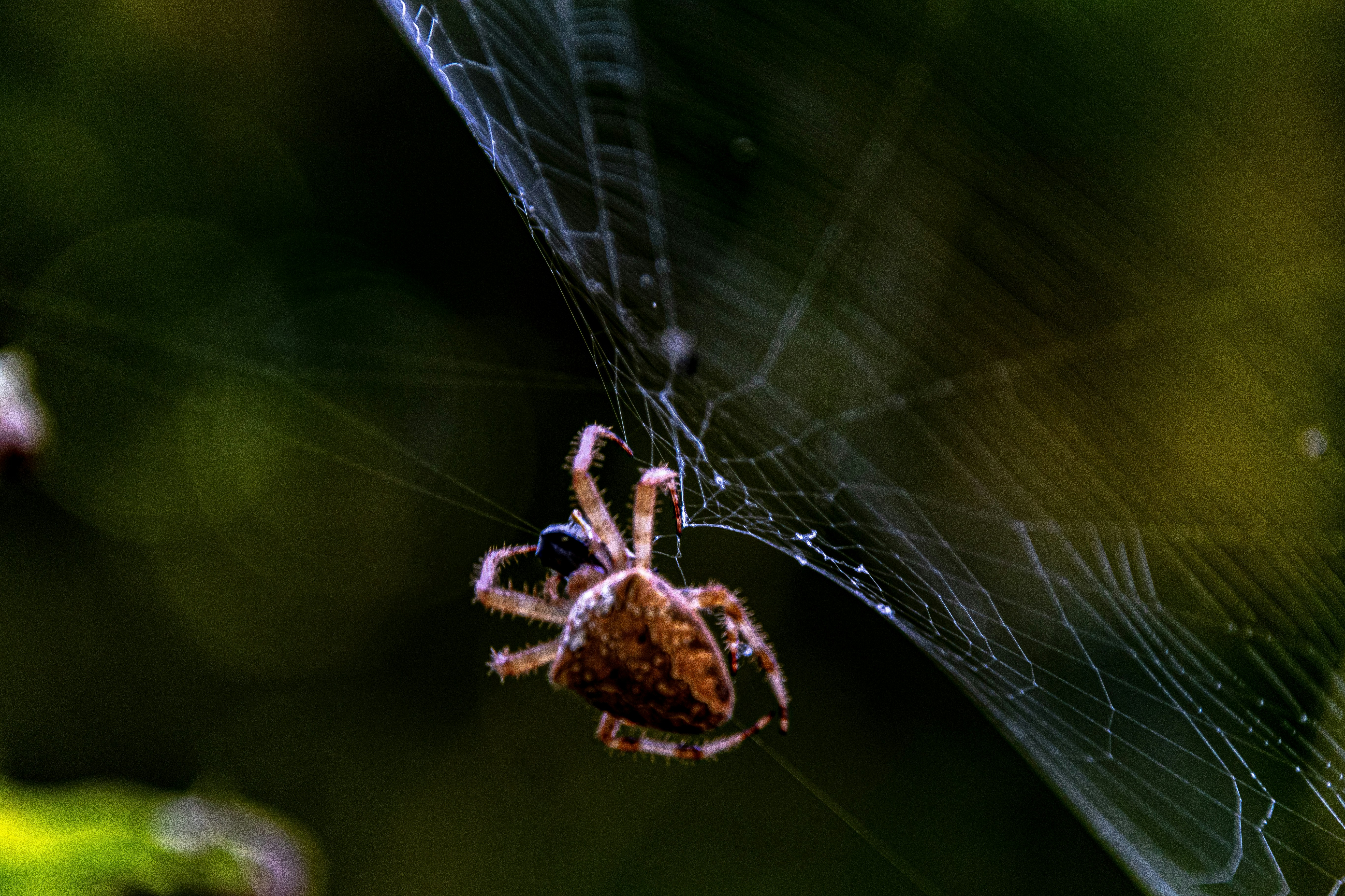 Photo by starkie_pics