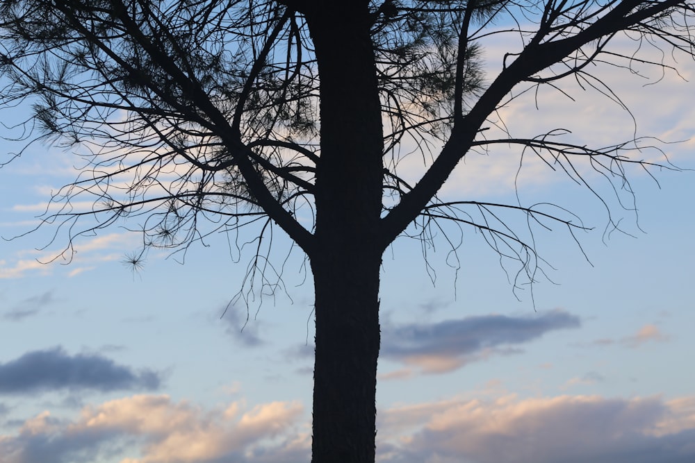 a tree with a blue sky in the background