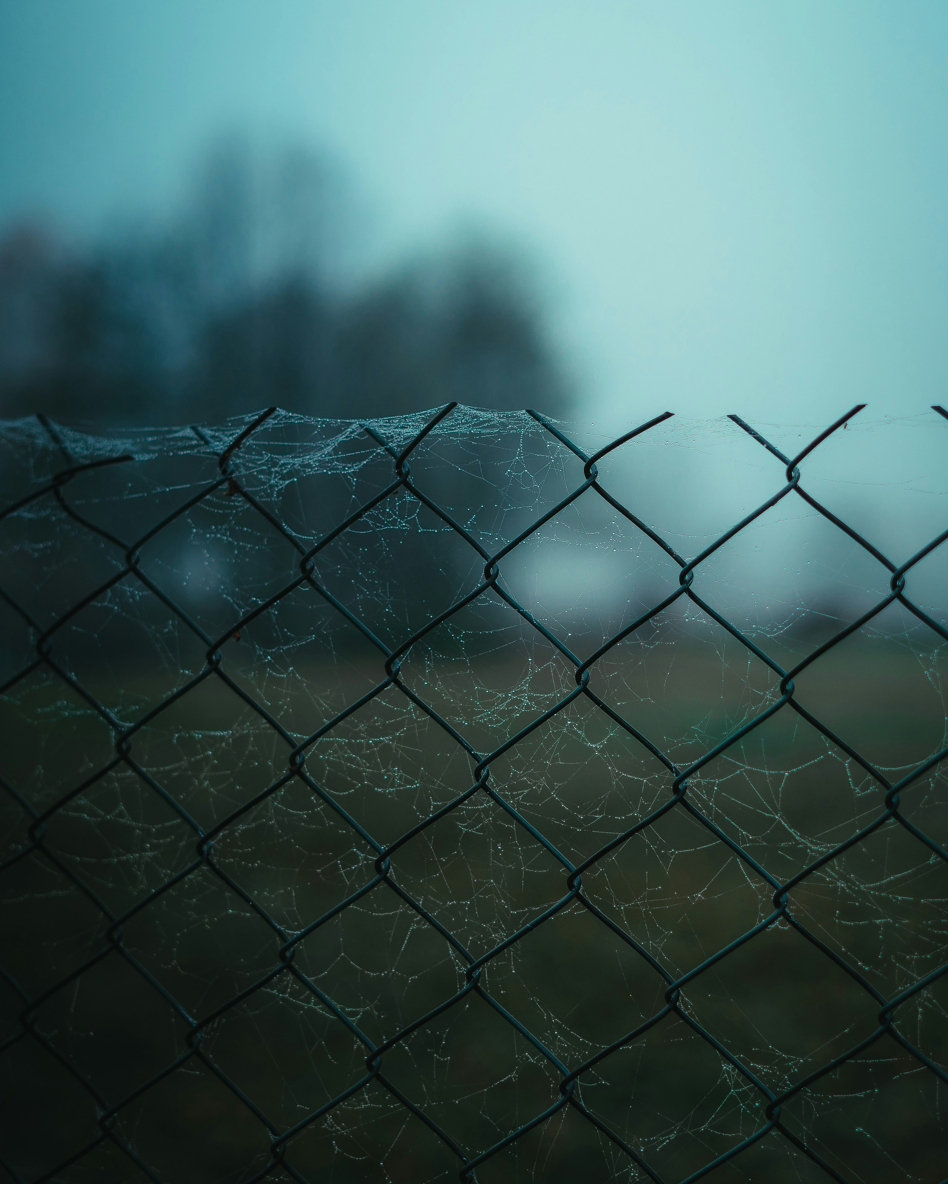 Un gros poisson dans l’eau