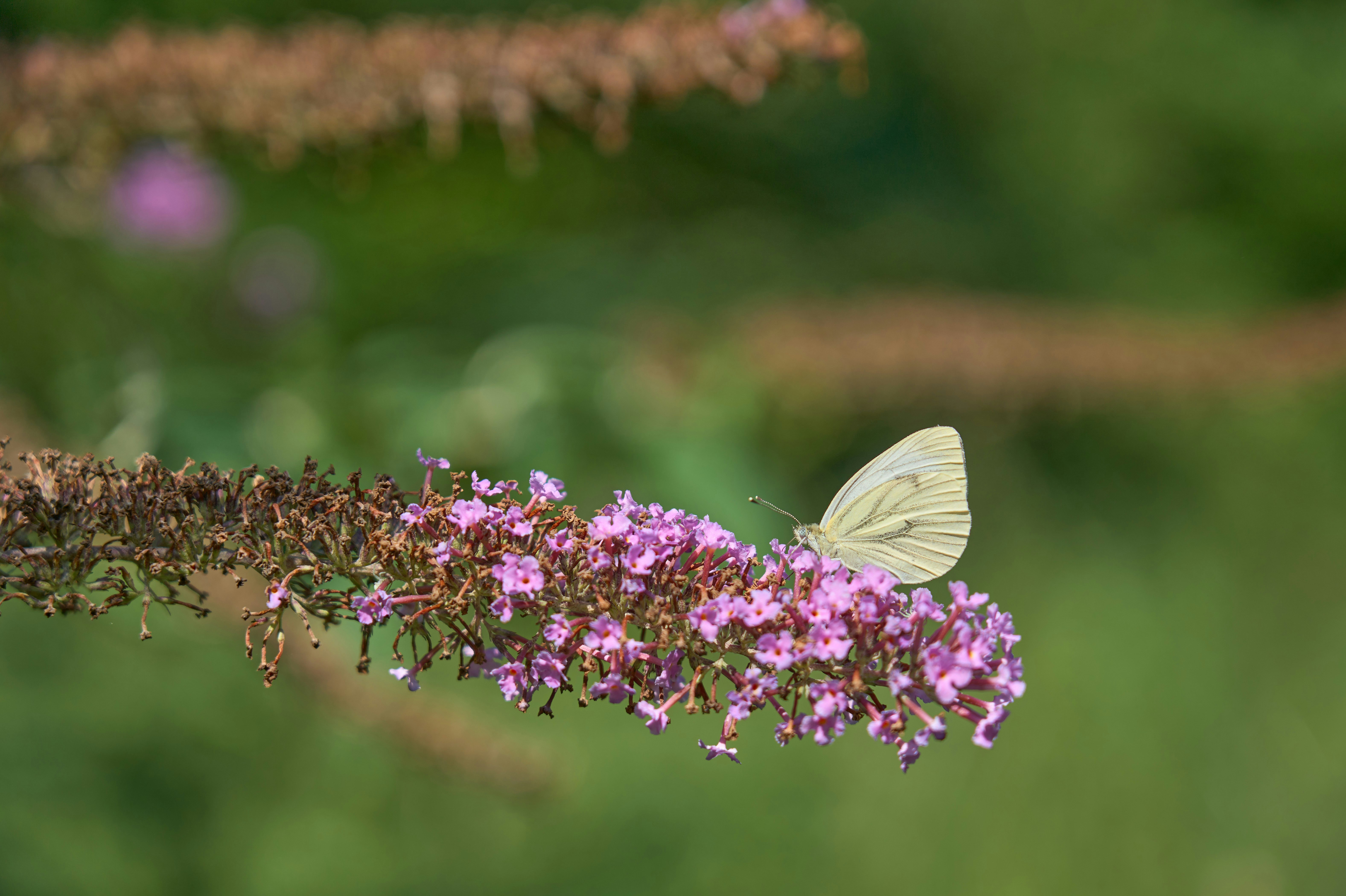 Photo by wolfgang_hasselmann