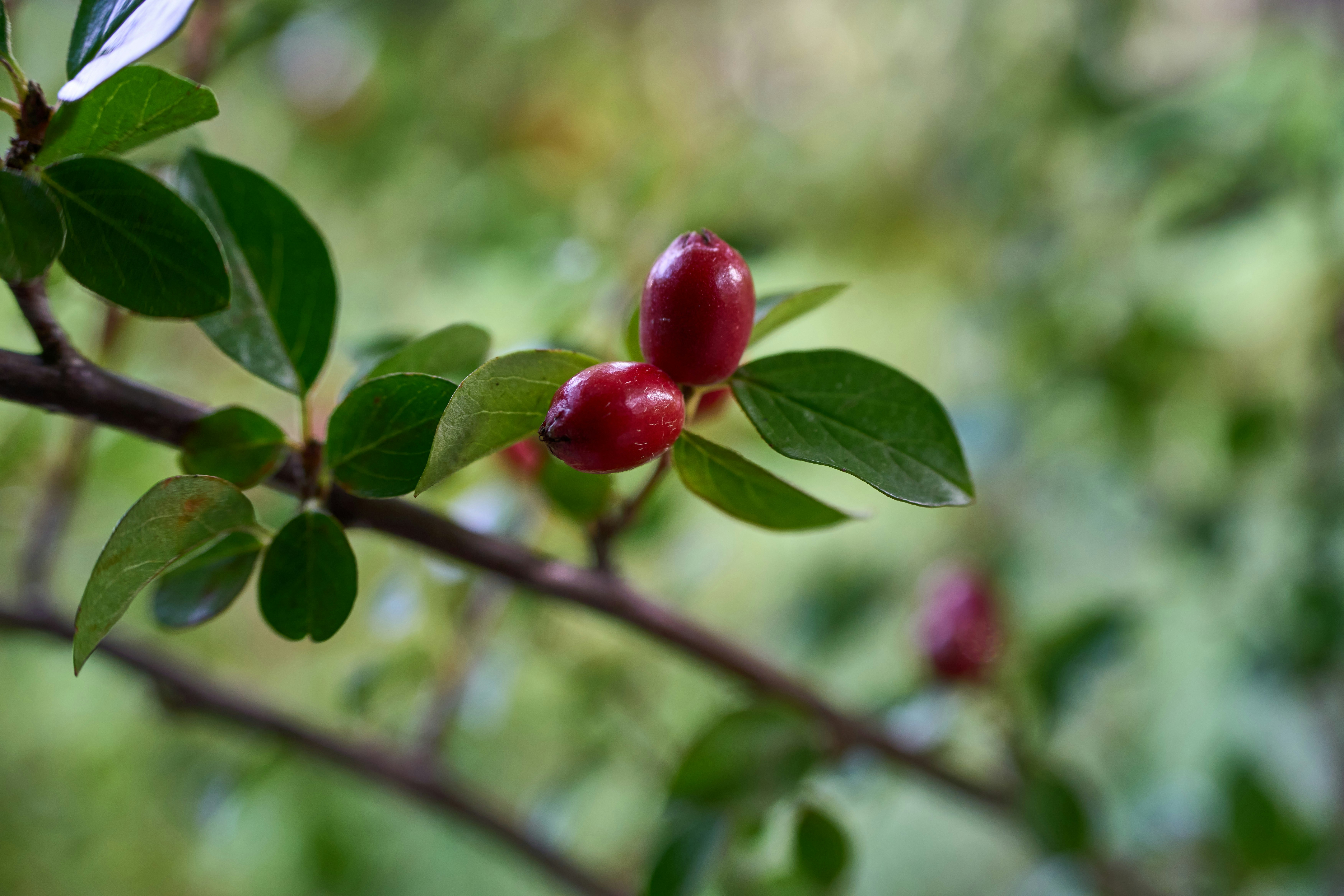 Photo by wolfgang_hasselmann