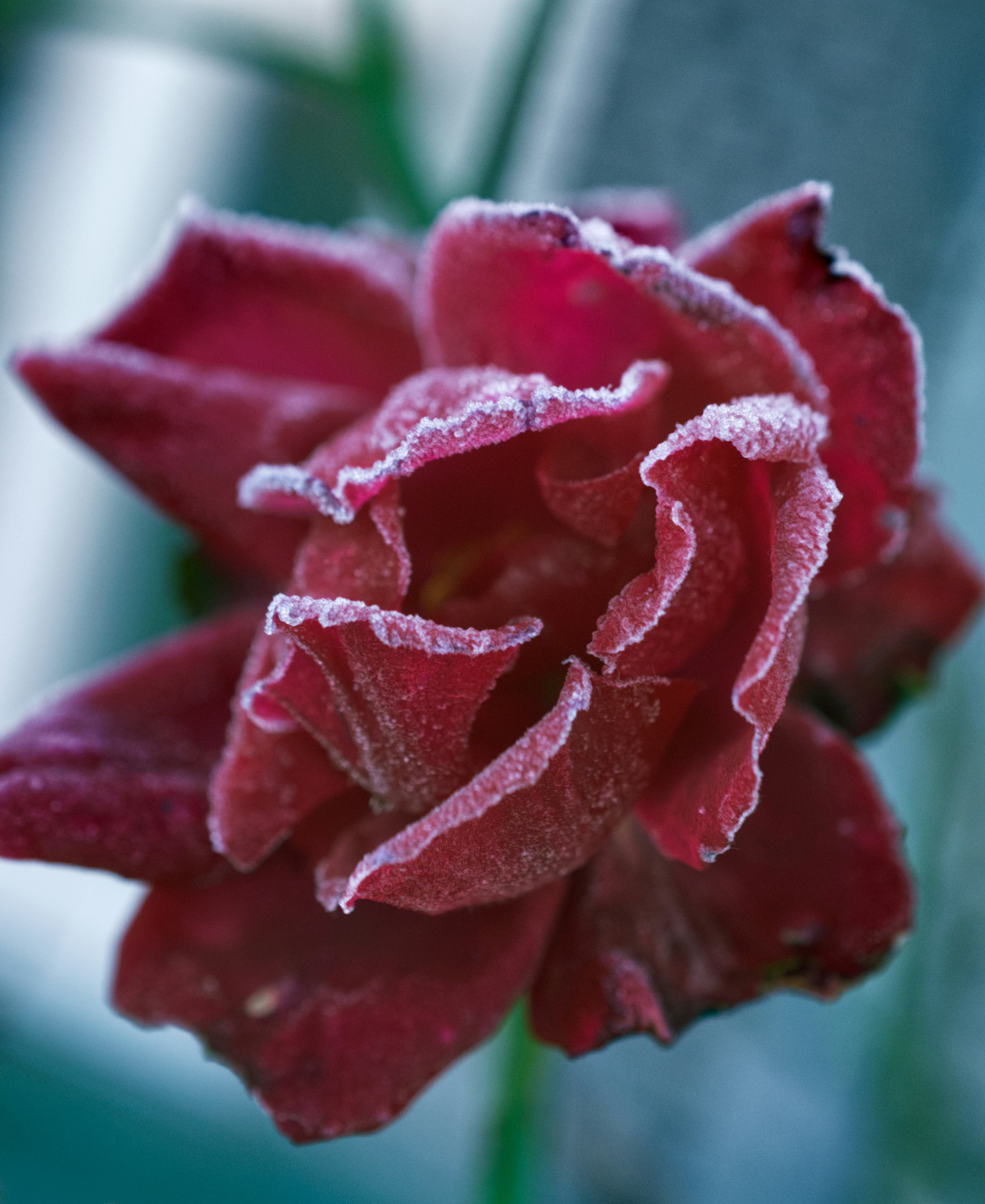 a close up of a rose