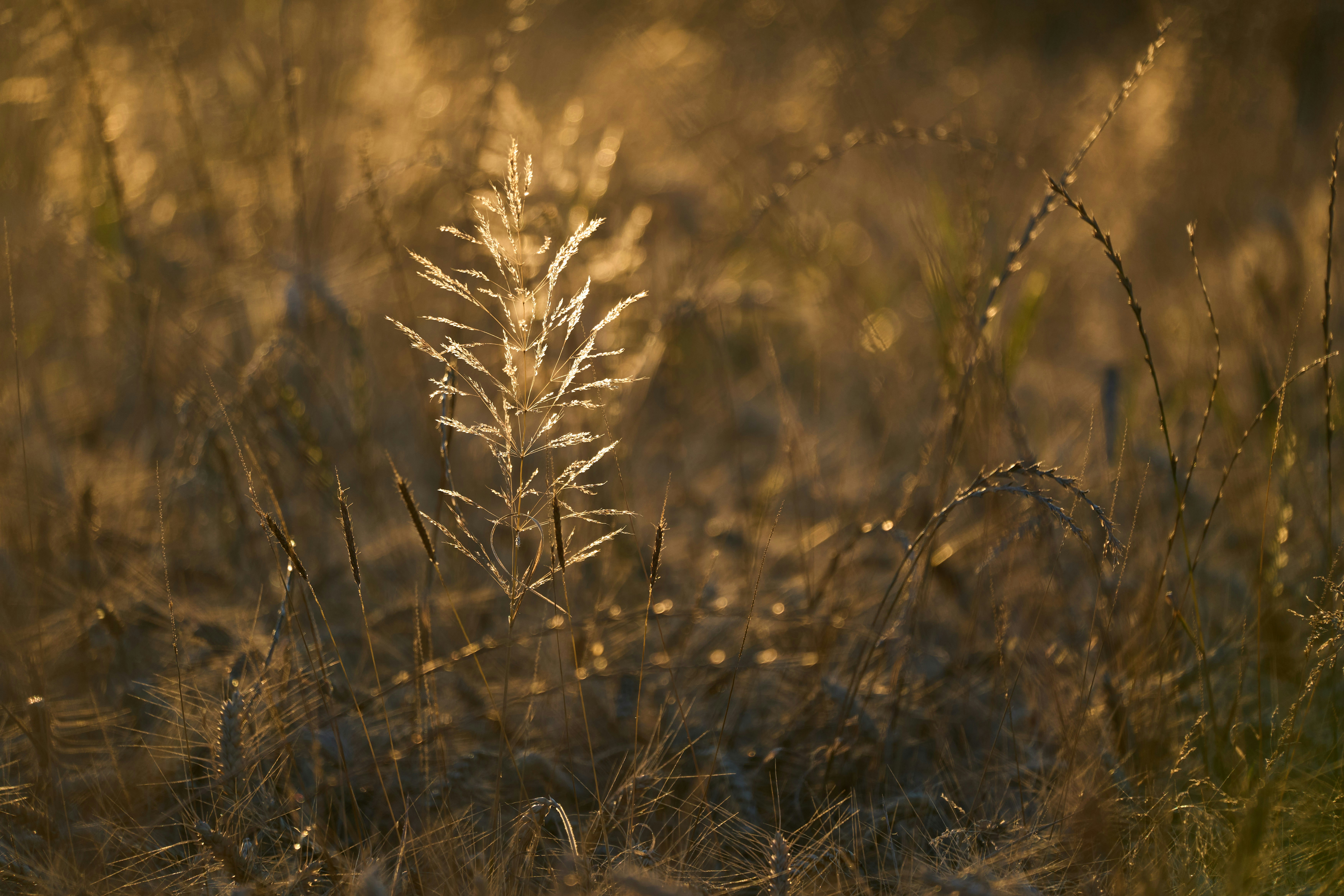 Photo by wolfgang_hasselmann