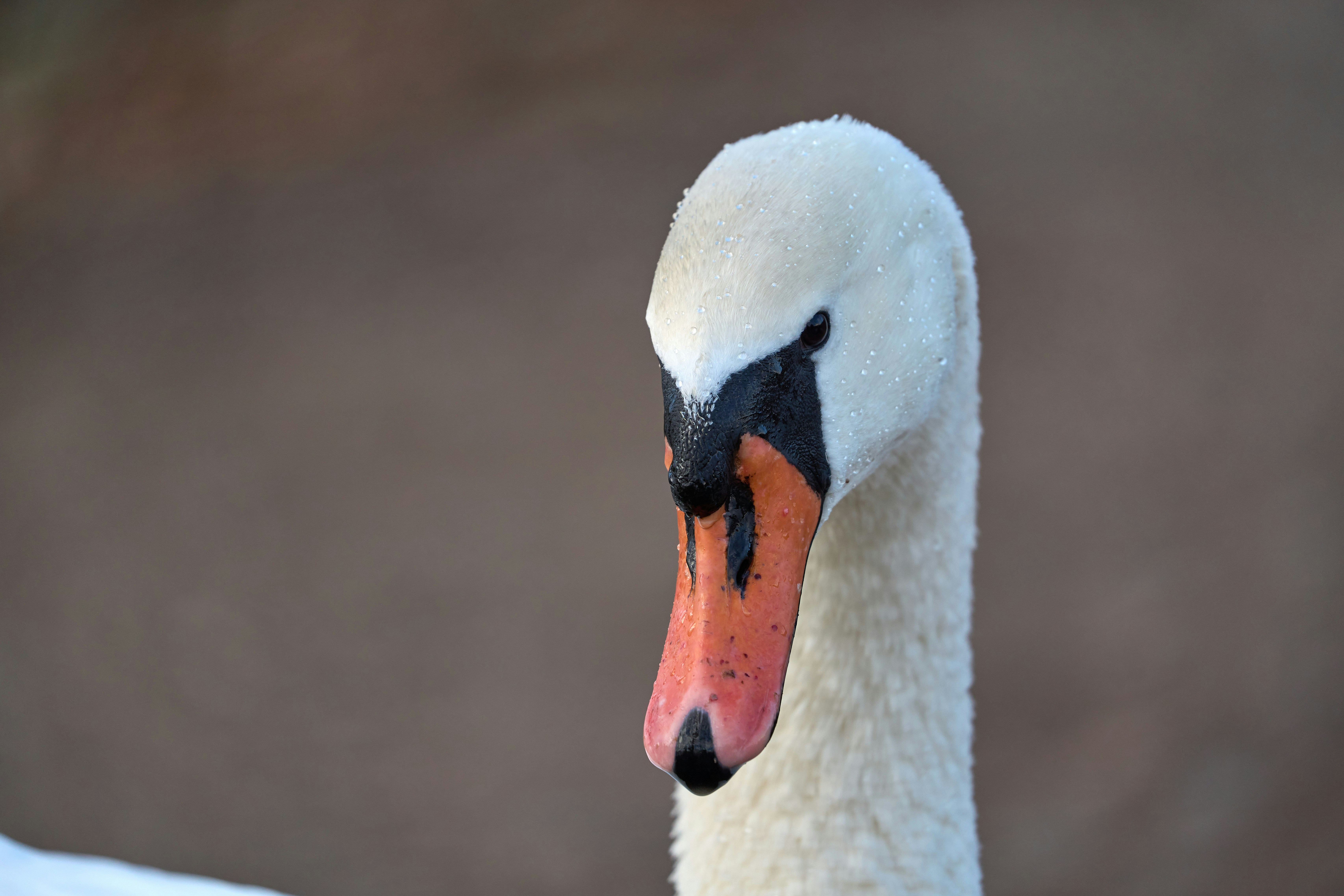 Photo by wolfgang_hasselmann