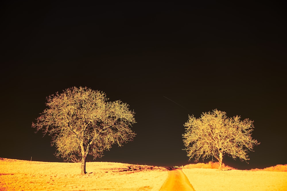 a couple trees in a field