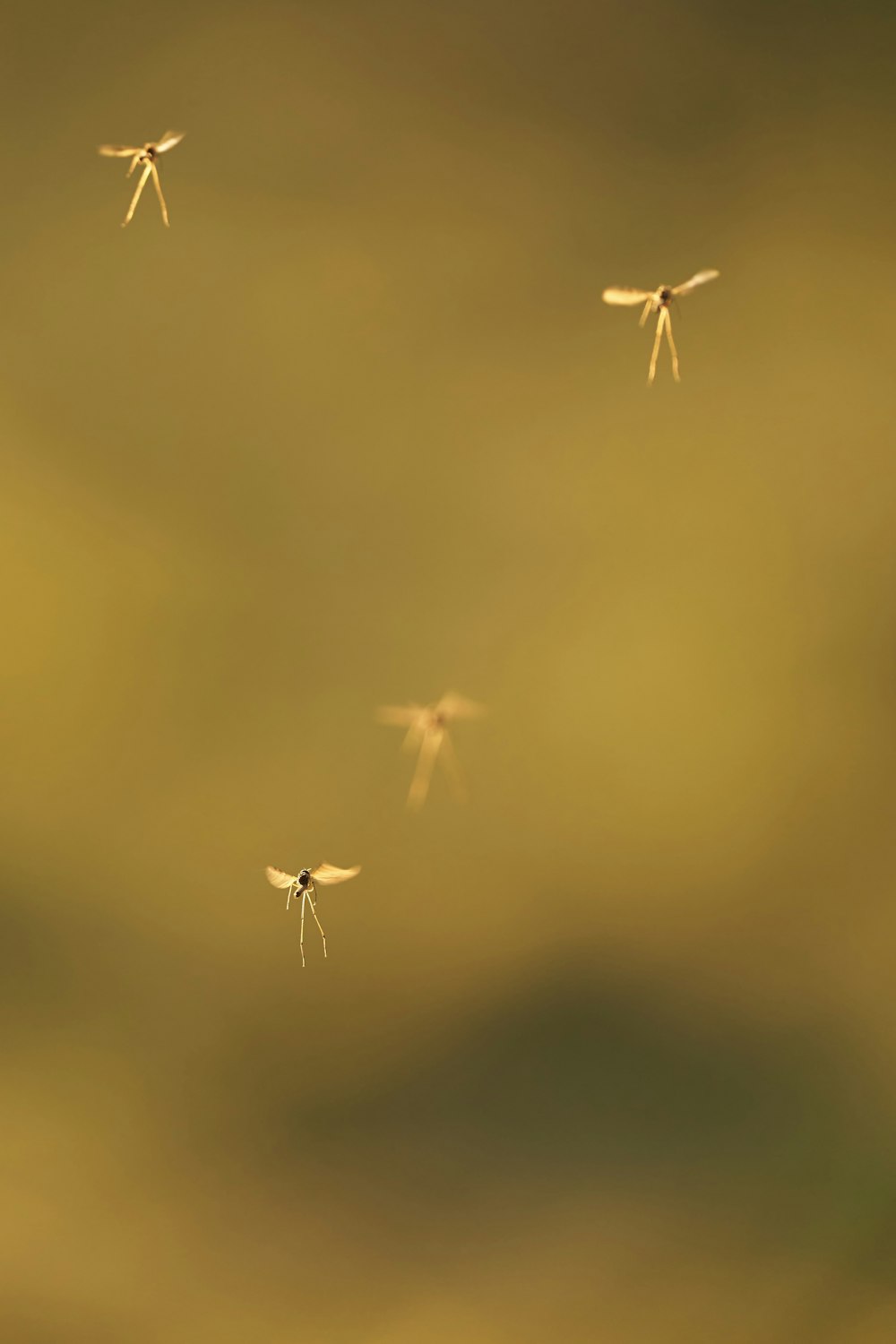 a group of white crosses