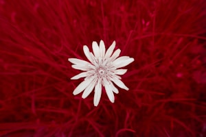 Floral Viva