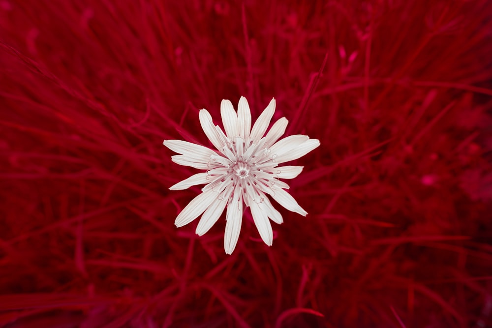 a white flower with red background