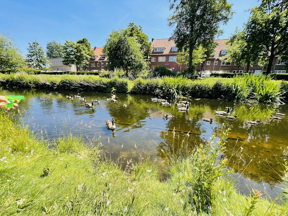 a pond with ducks in it