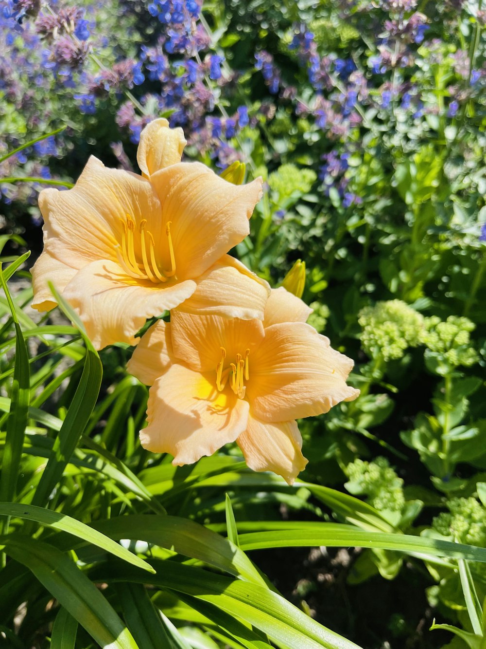 a couple yellow flowers