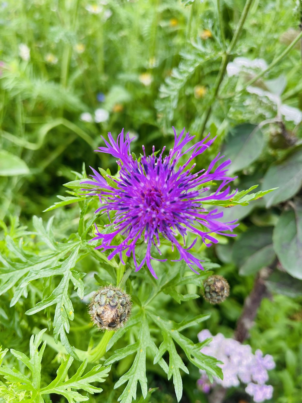 a purple flower with green leaves