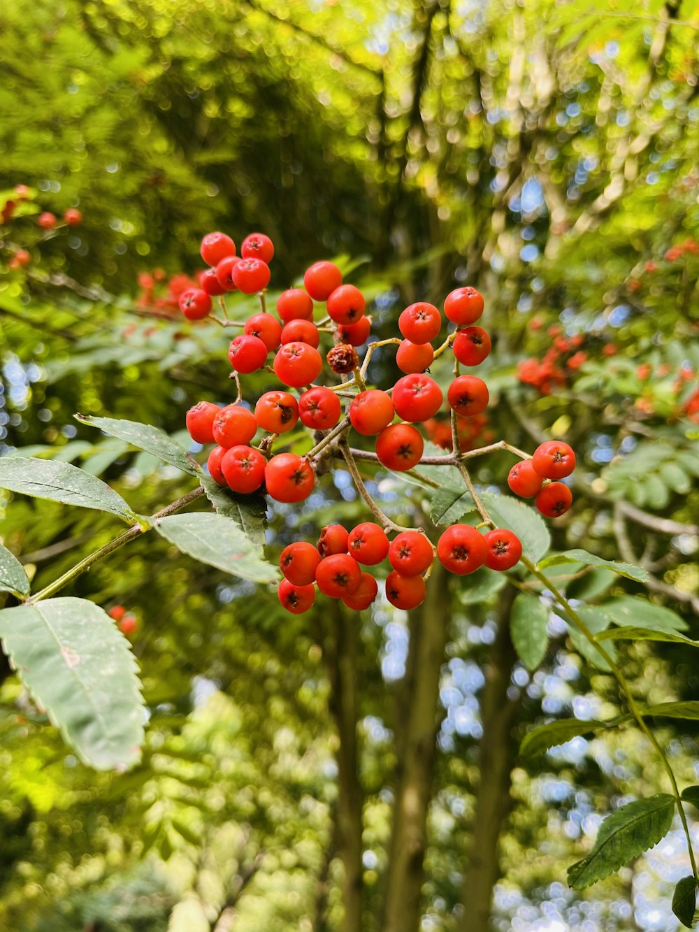 a group of red berries on a tree