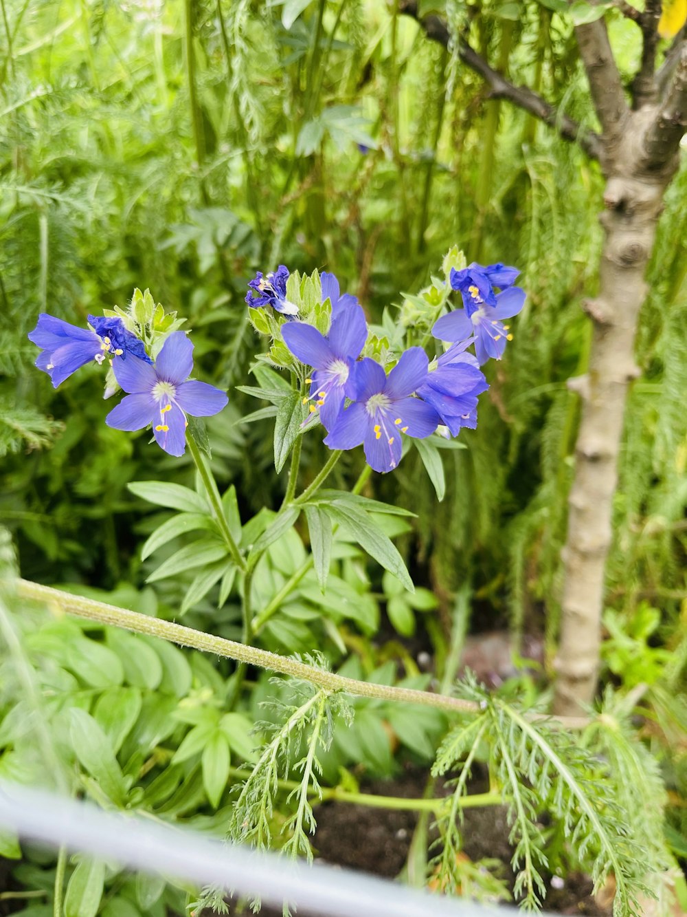 a group of purple flowers