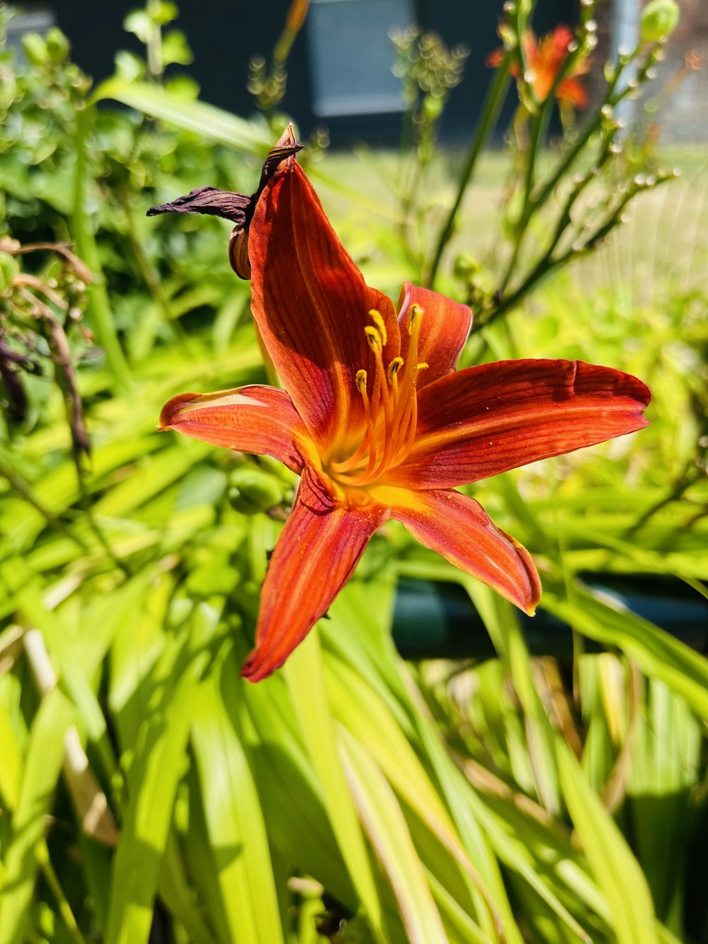 a red flower with green leaves