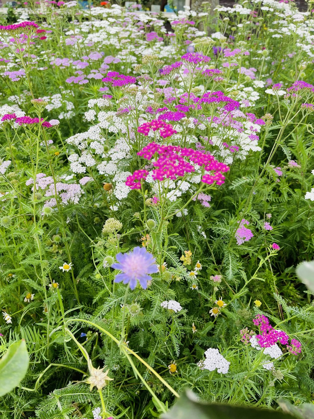 a group of flowers