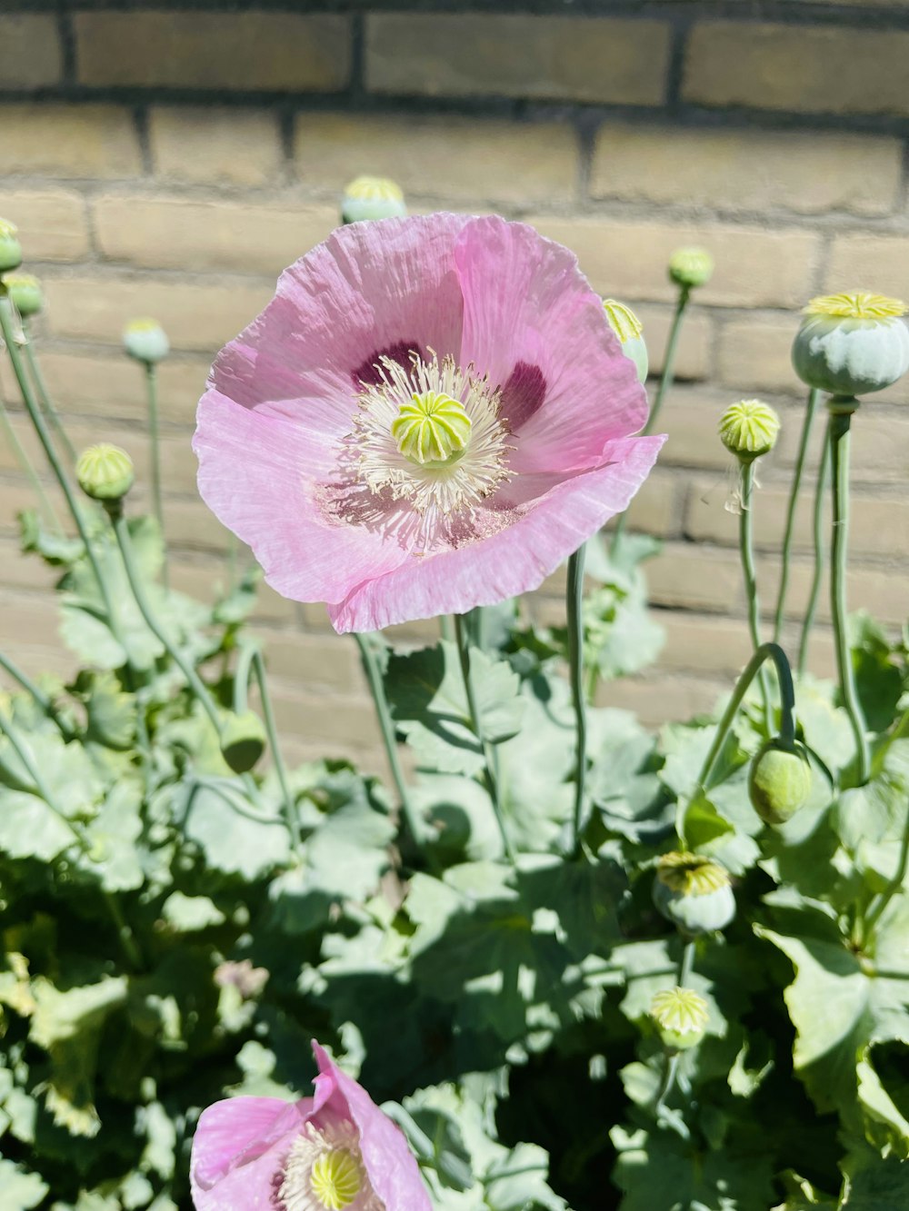 a purple flower with yellow center