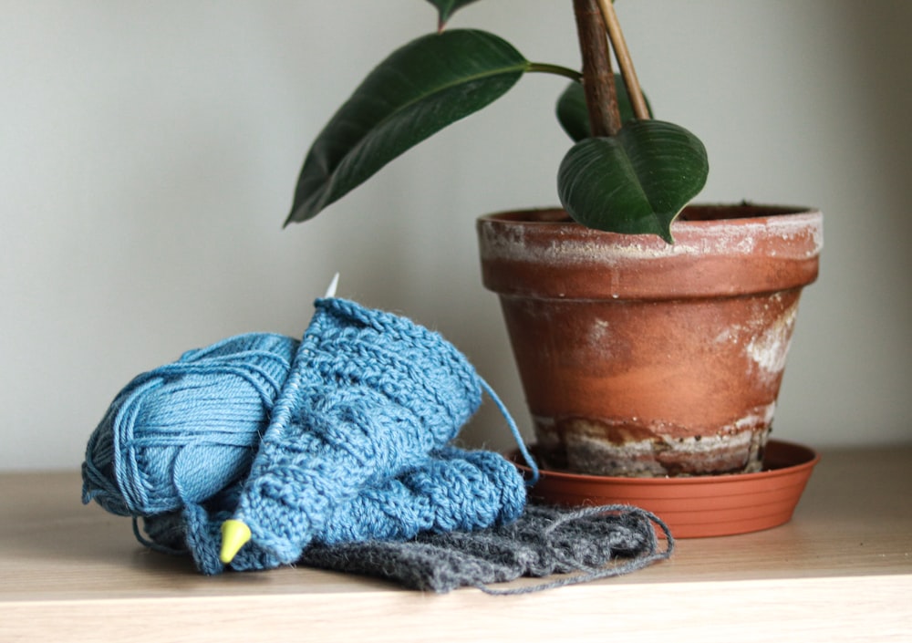 a blue and white knitted hat next to a potted plant