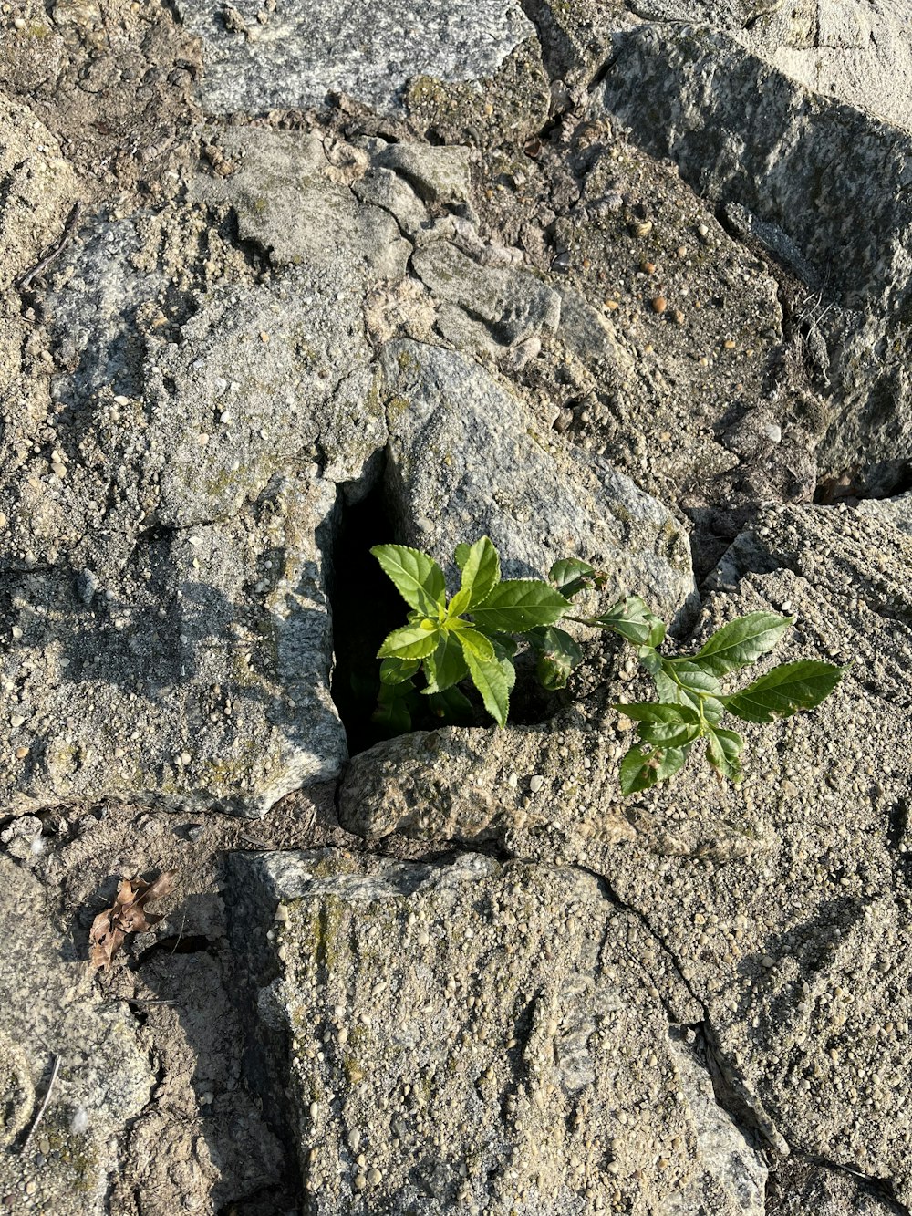 a plant growing out of a rock