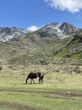 A welcoming image of a horse and rider in a serene landscape.