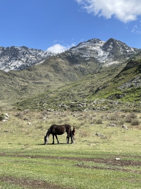 A welcoming image of a horse and rider in a serene landscape.