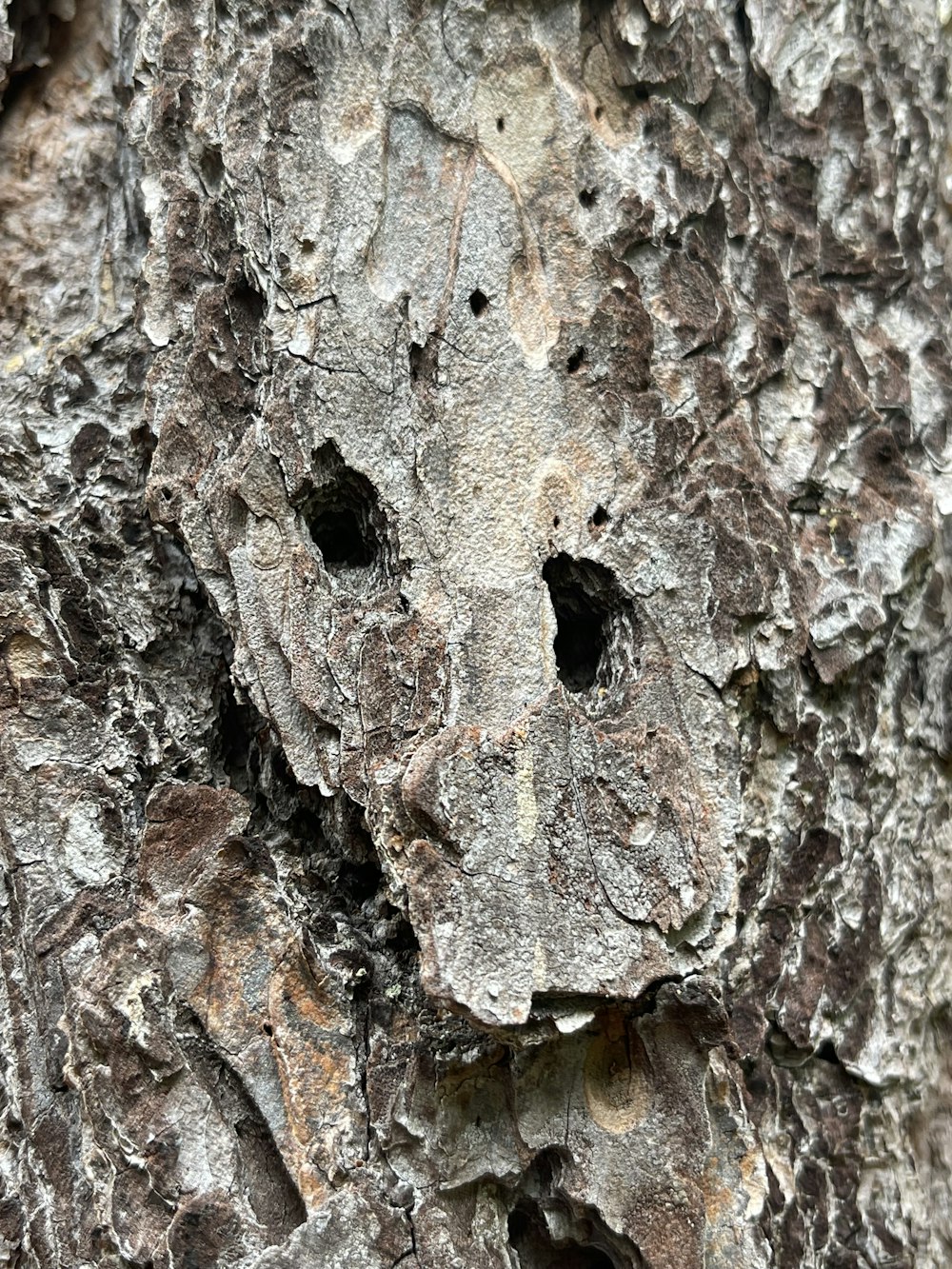 a close up of a tree bark