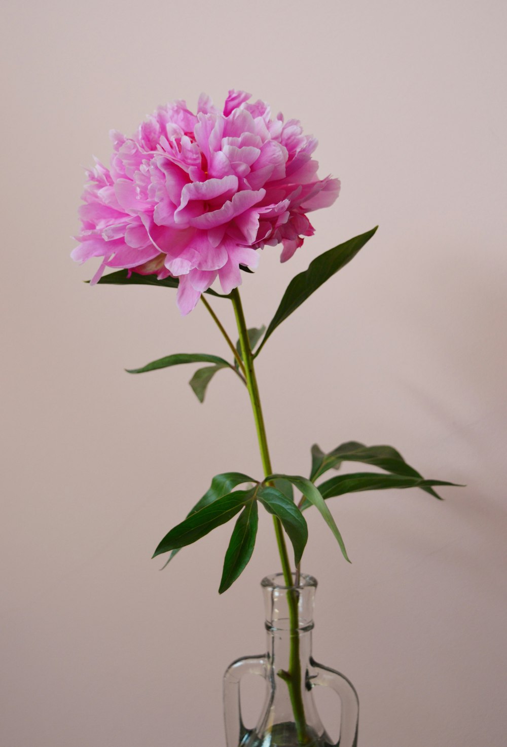 a pink flower in a glass vase