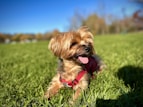 a dog in a field