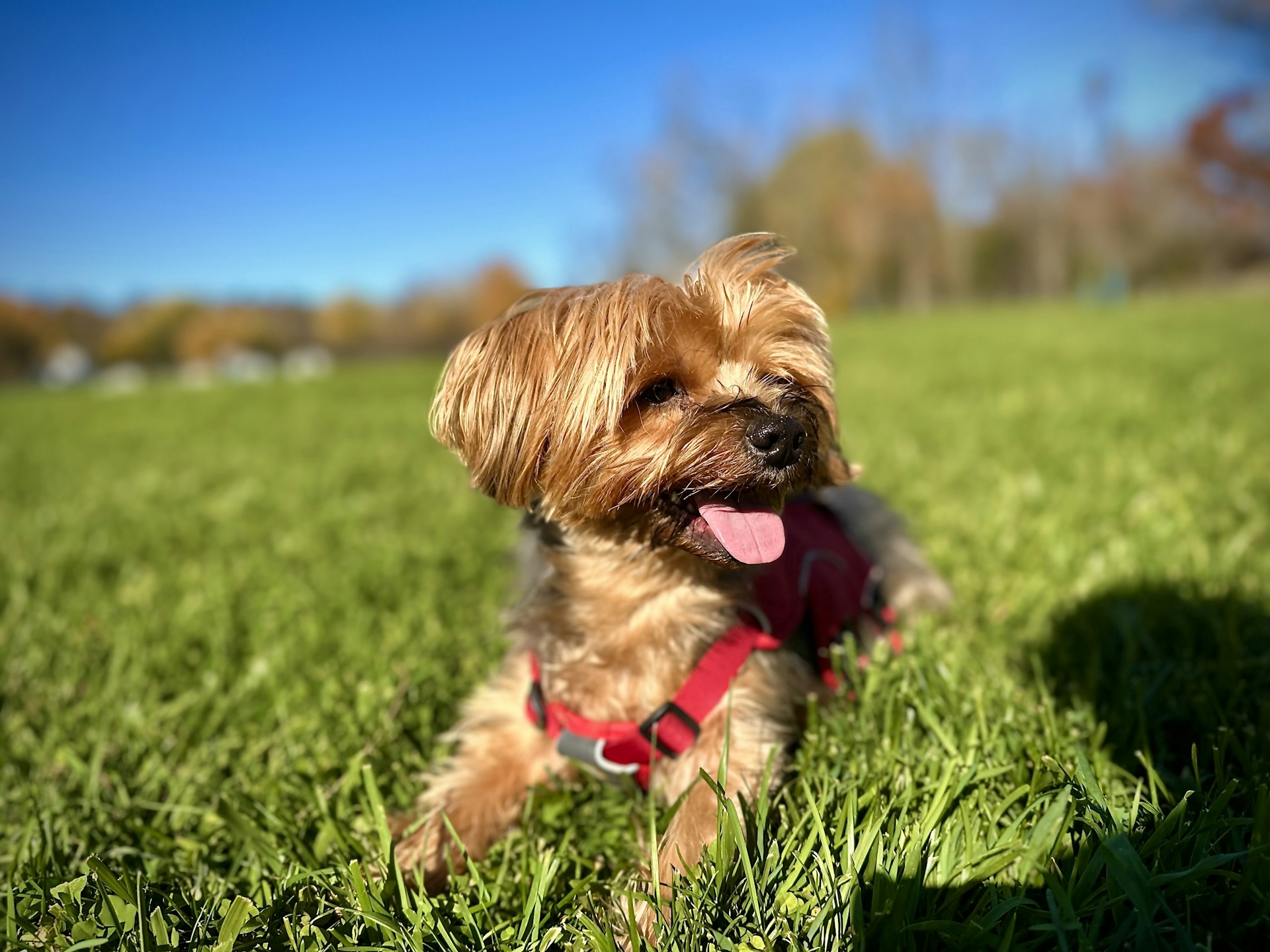 a dog in a field