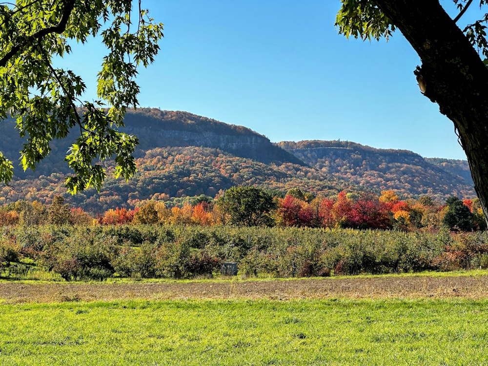 um campo de grama e árvores com montanhas ao fundo