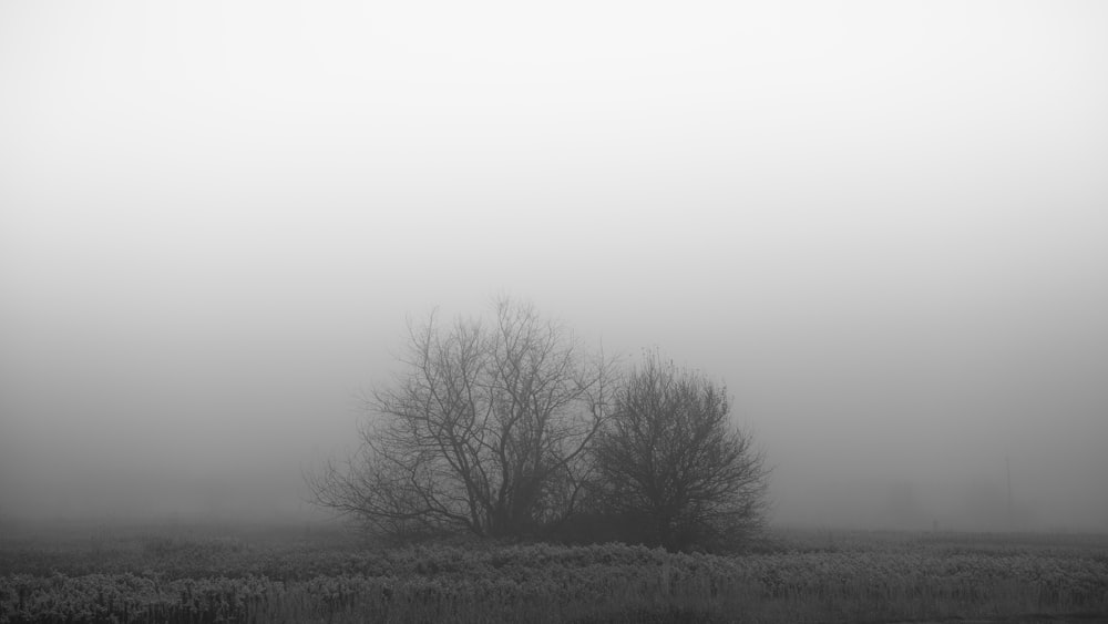 a couple trees in a field