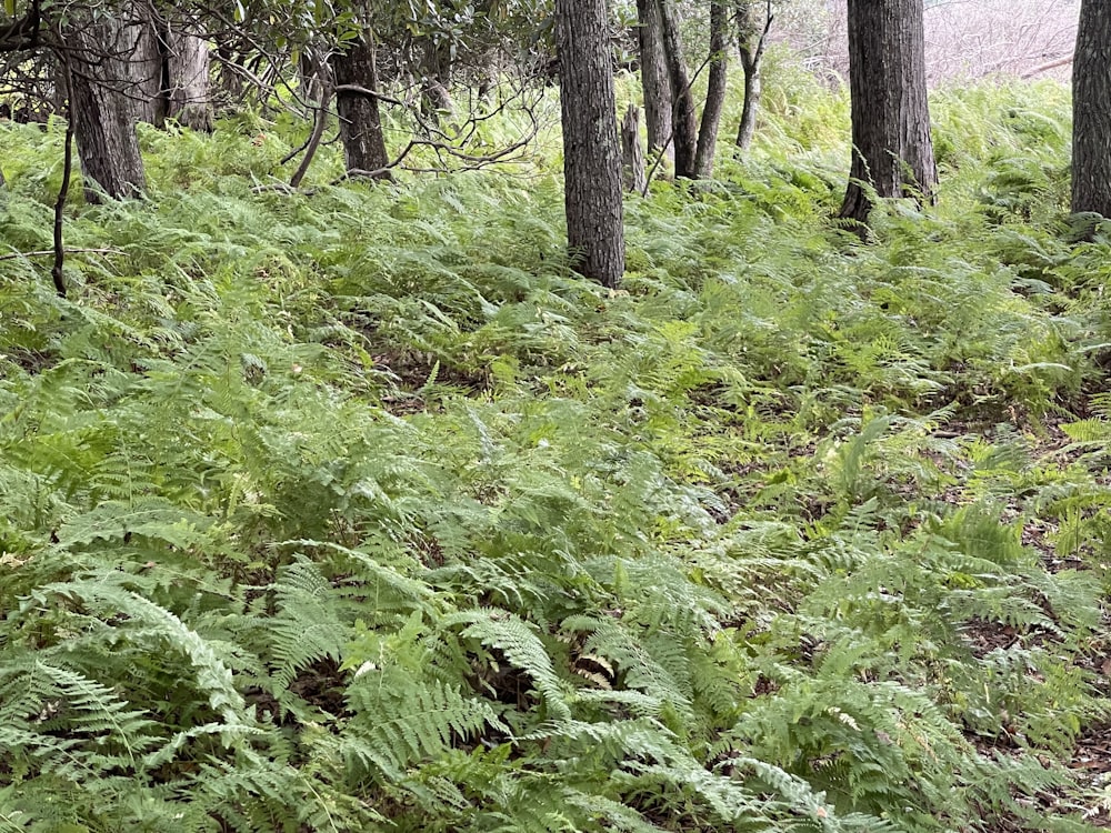 a forest of trees