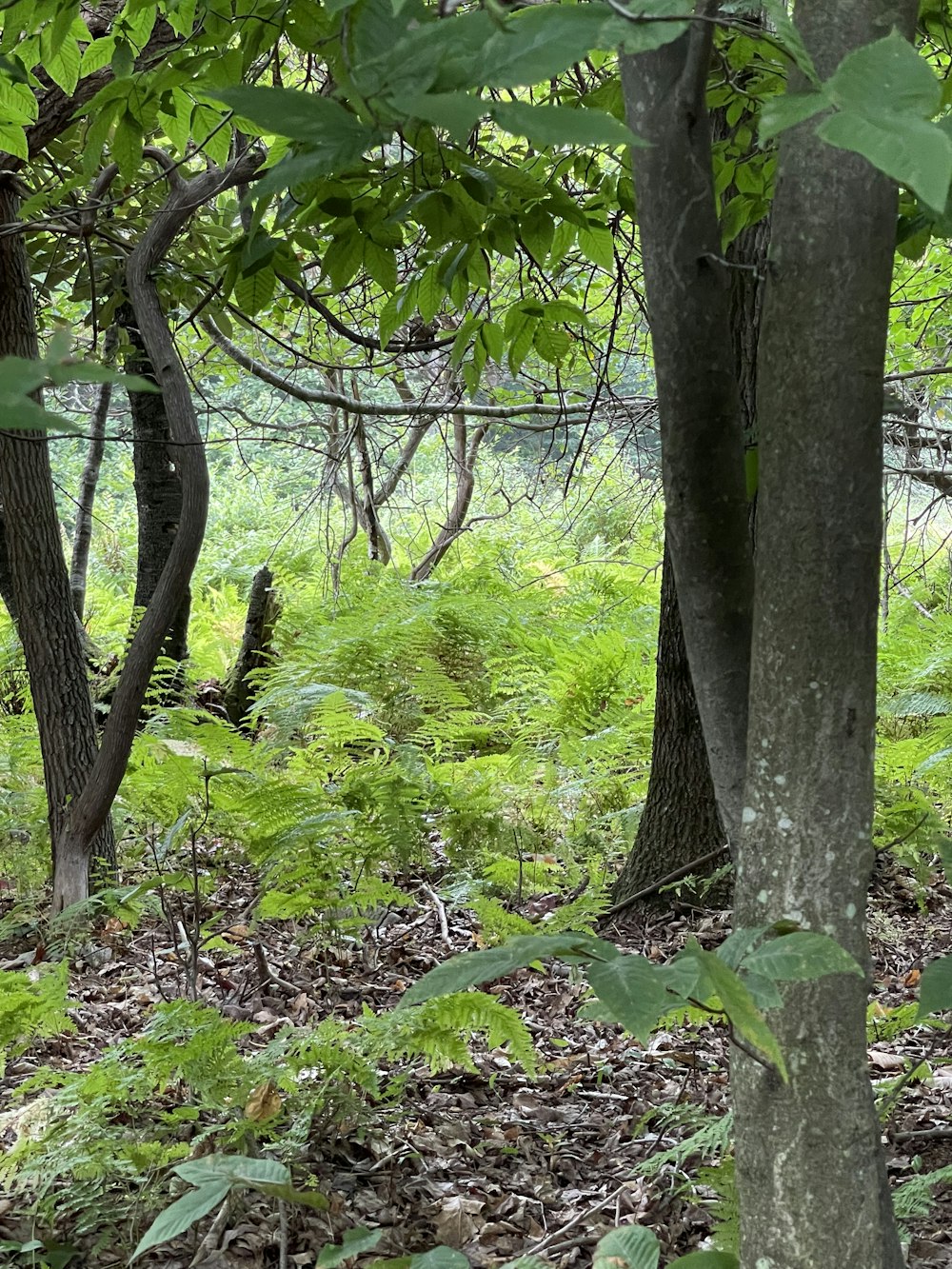 a forest with trees