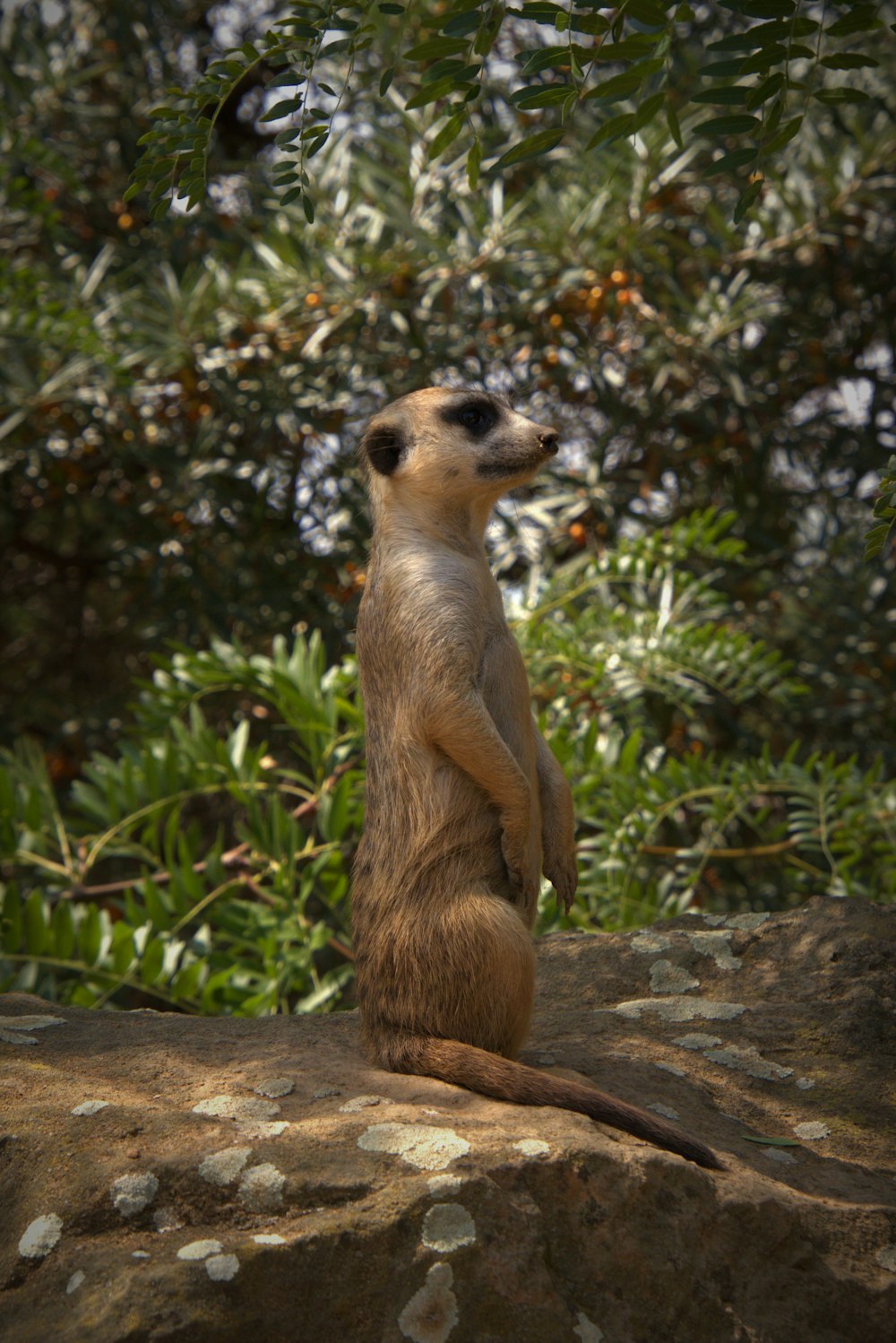 a small animal standing on a rock