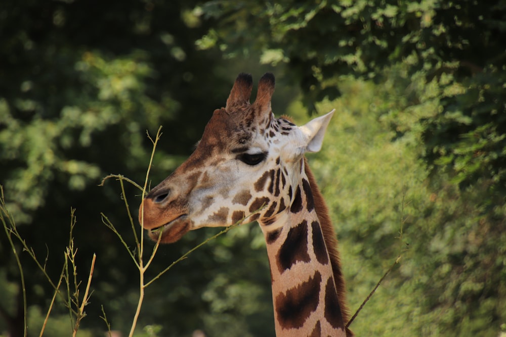 a giraffe eating leaves