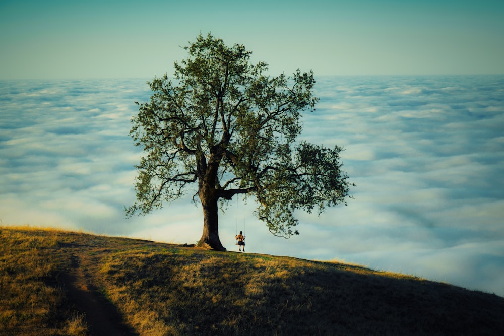a person standing on a hill by a tree