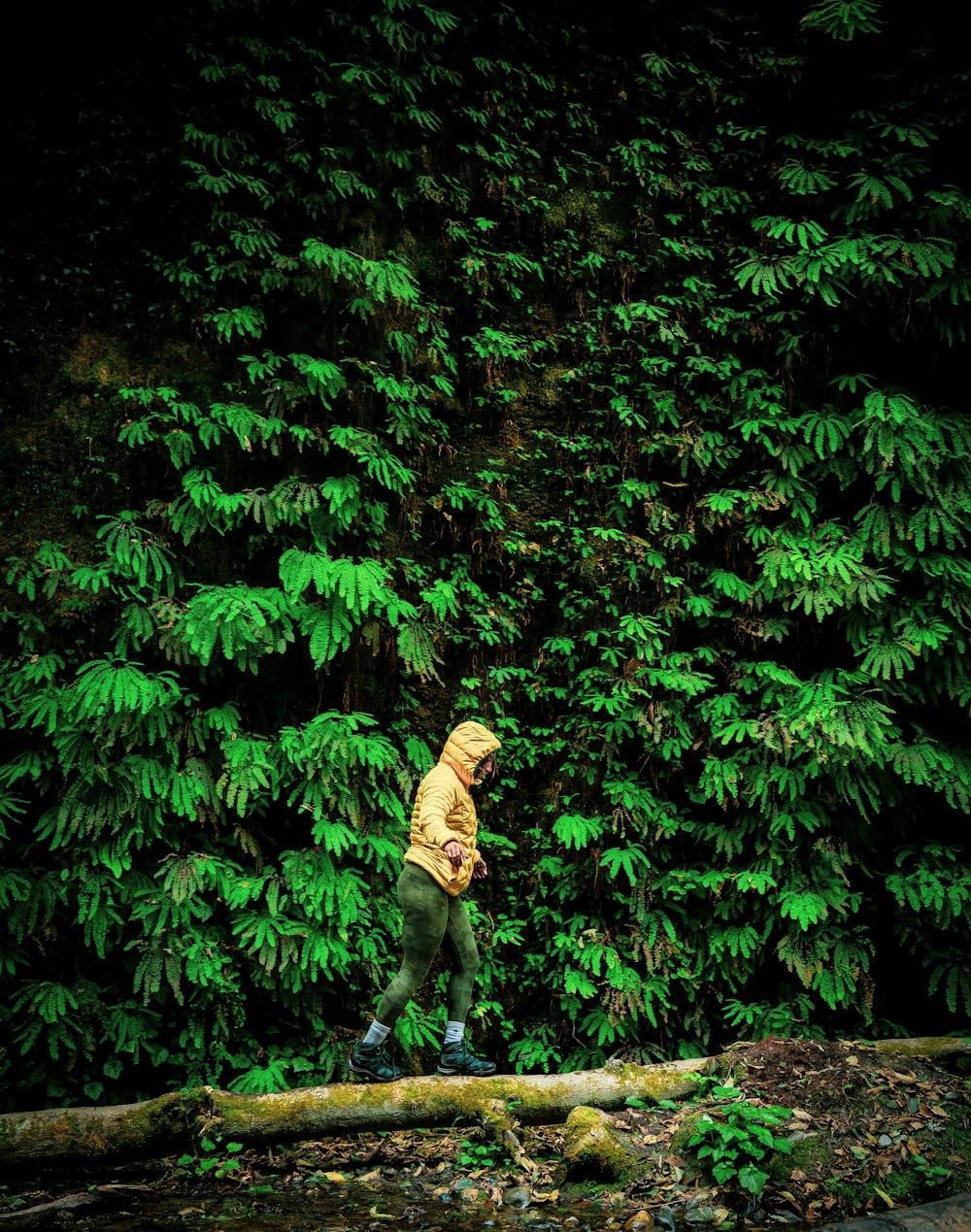 a person standing on a log in front of a tree