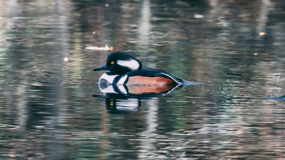 a duck swimming in water