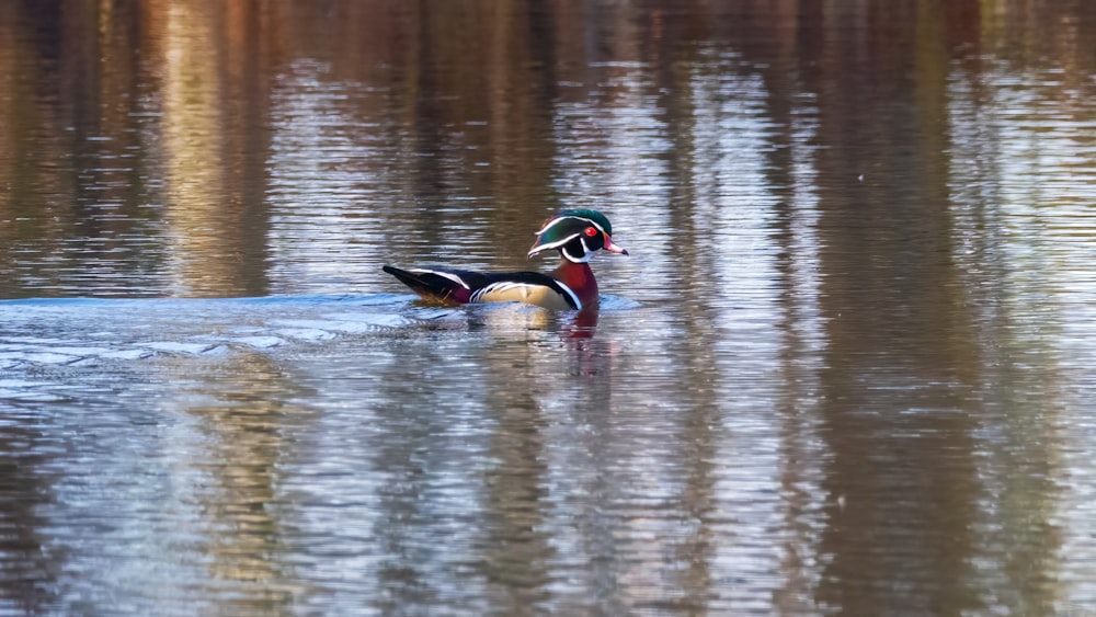 a duck swimming in a lake