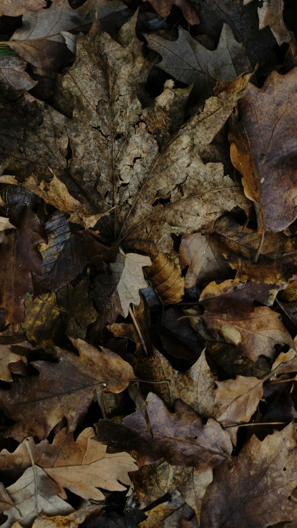 a pile of brown leaves