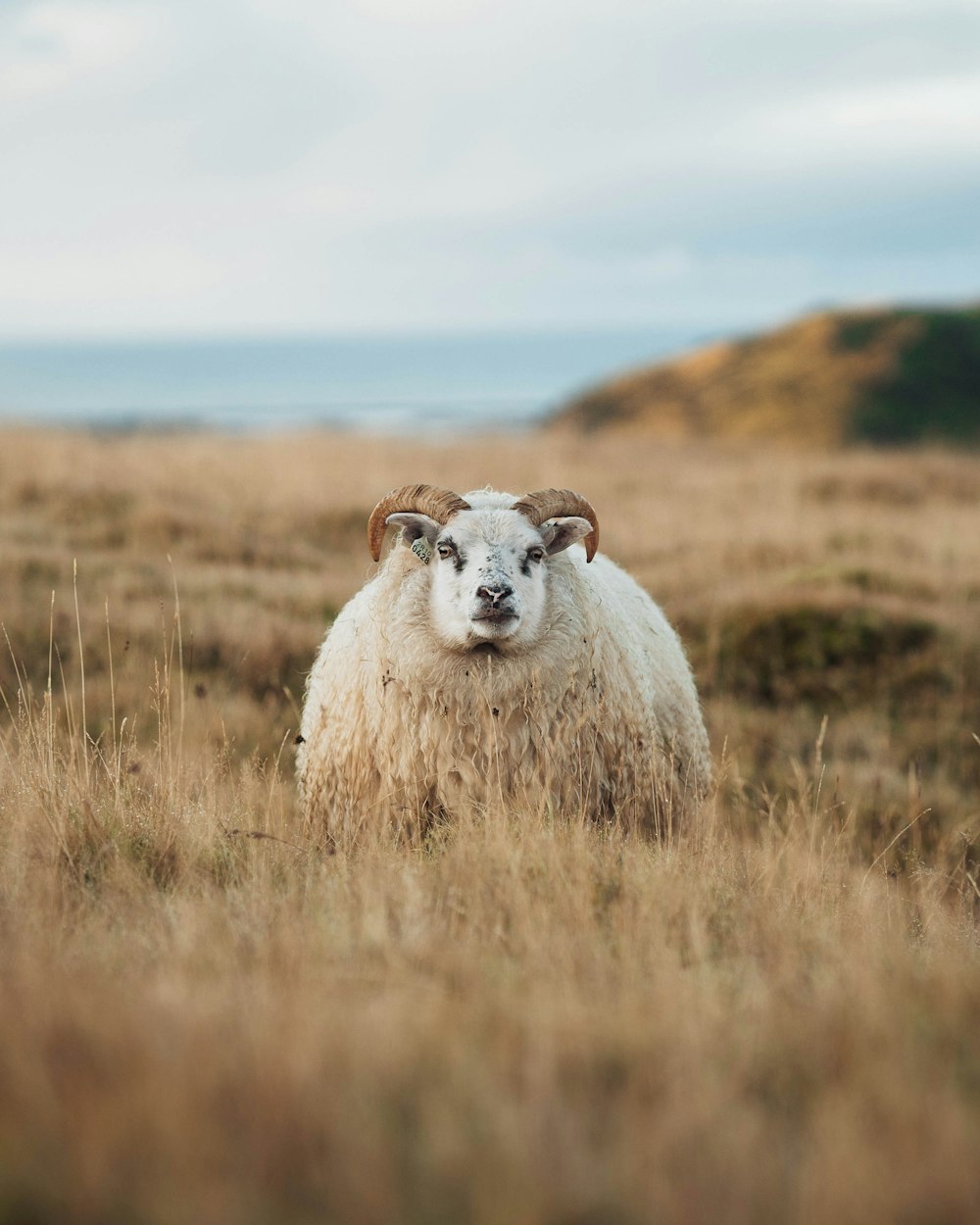 a ram in a field