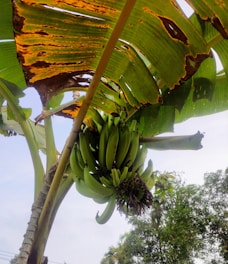 A banana tree with a large bunch of green bananas hanging from it. The leaves of the tree show signs of wilting and browning. The background includes a clear sky and some foliage from other trees.