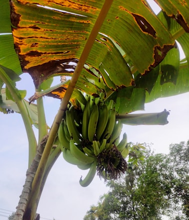A banana tree with a large bunch of green bananas hanging from it. The leaves of the tree show signs of wilting and browning. The background includes a clear sky and some foliage from other trees.