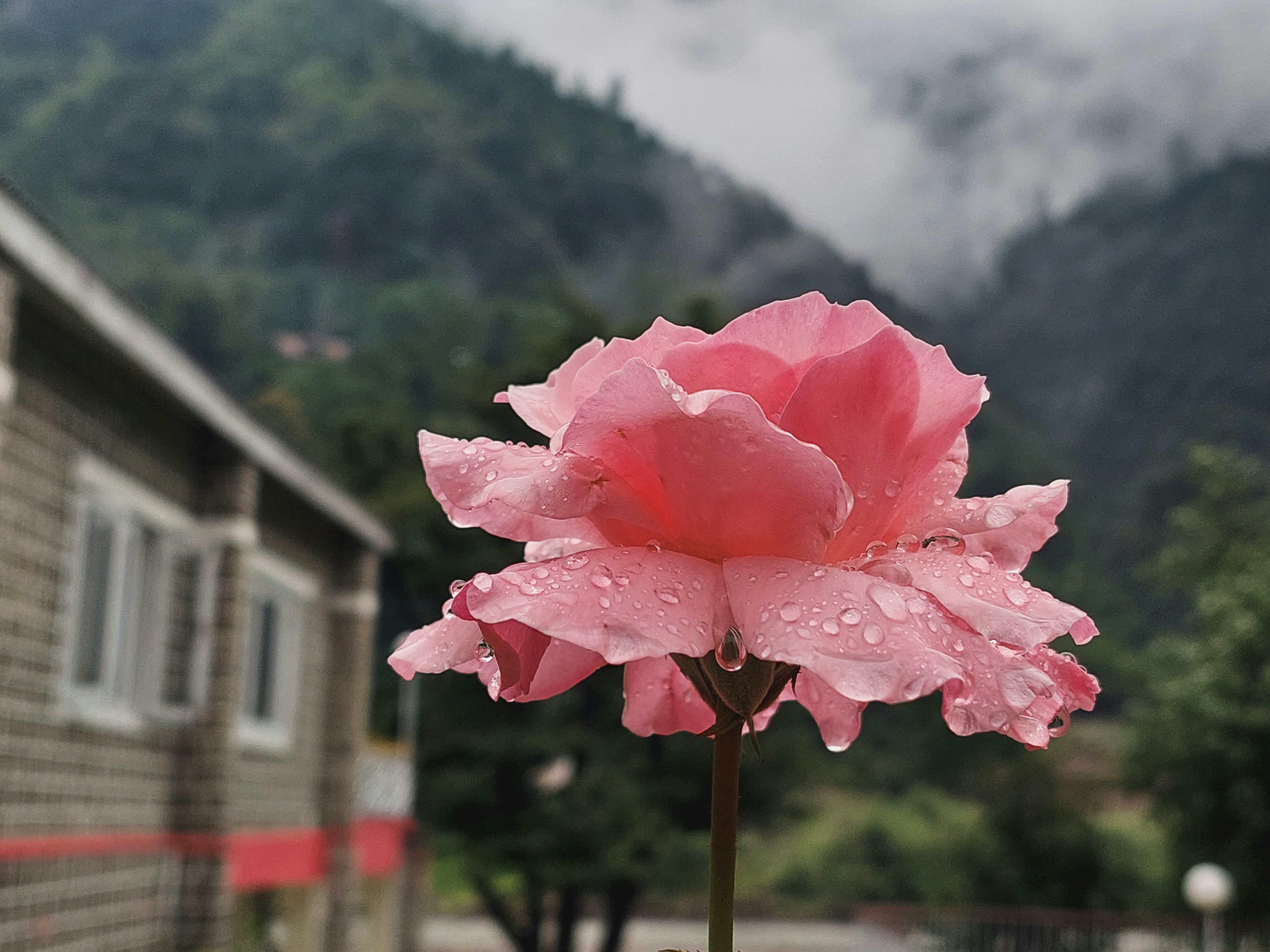 A pink flower on a stick photo – Free Flower Image on Unsplash