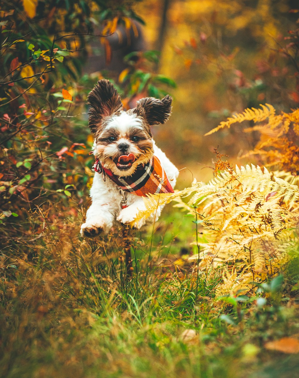 a dog running through a bush