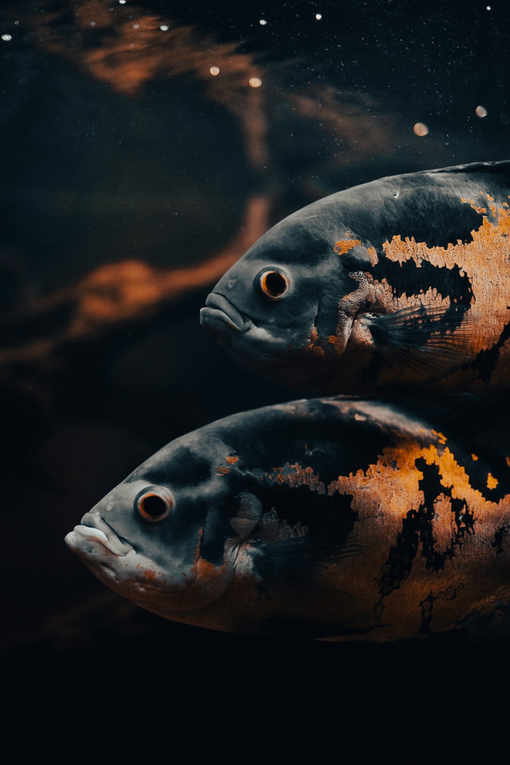 a pair of fish swimming in water