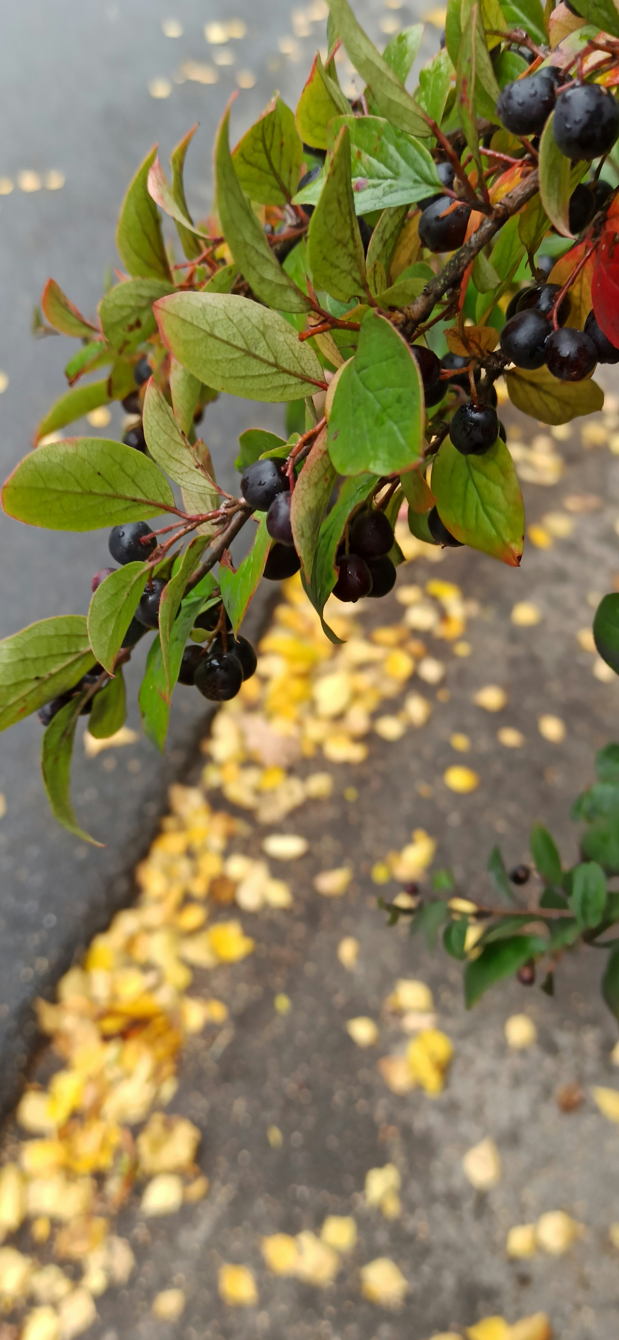 a close up of a plant with berries on it